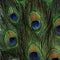 Peacock Animal Print PlayStation Classic Bundle Skin